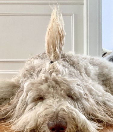 16 Dogs Who Rock the Cutest Ponytails
