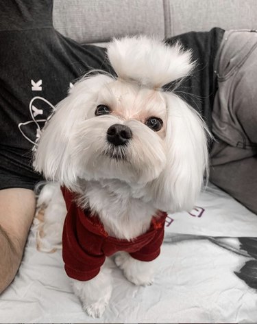 16 Dogs Who Rock the Cutest Ponytails