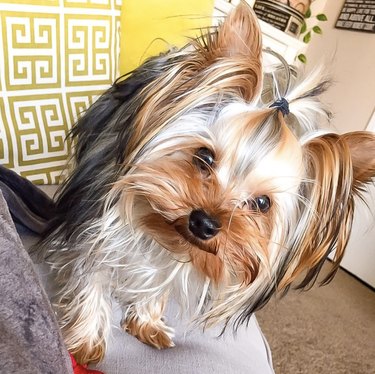 16 Dogs Who Rock the Cutest Ponytails