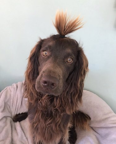 16 Dogs Who Rock the Cutest Ponytails
