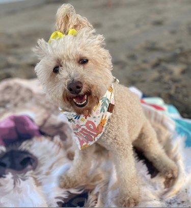 16 Dogs Who Rock the Cutest Ponytails