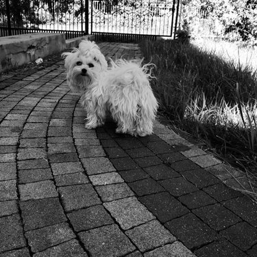 16 Dogs Who Rock the Cutest Ponytails