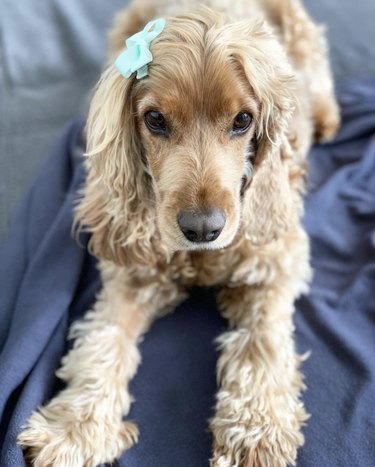 16 Dogs Who Rock the Cutest Ponytails