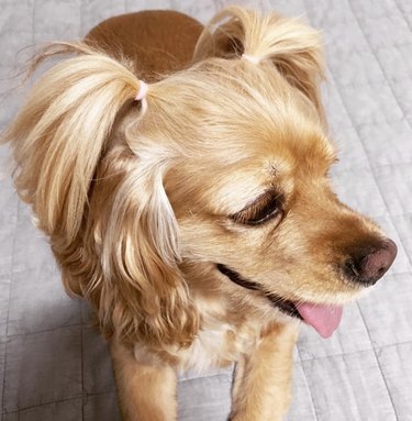 16 Dogs Who Rock the Cutest Ponytails