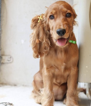 16 Dogs Who Rock the Cutest Ponytails