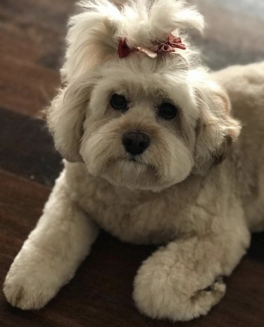 16 Dogs Who Rock the Cutest Ponytails