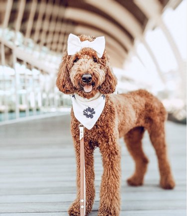16 Dogs Who Rock the Cutest Ponytails