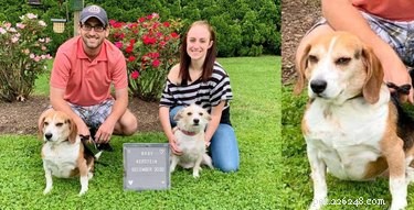 Best Disapproving Dog Challenge Moments: Adorable Pups Show Their Skepticism