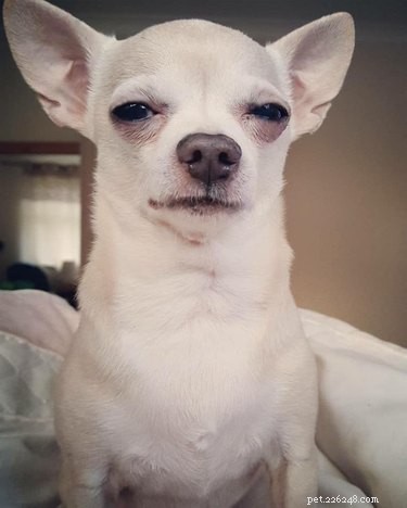 Best Disapproving Dog Challenge Moments: Adorable Pups Show Their Skepticism