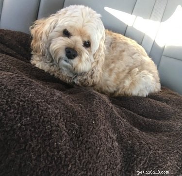 Best Disapproving Dog Challenge Moments: Adorable Pups Show Their Skepticism