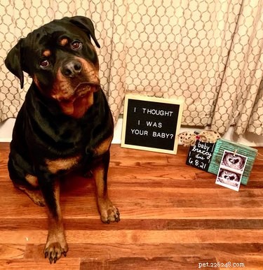 Best Disapproving Dog Challenge Moments: Adorable Pups Show Their Skepticism