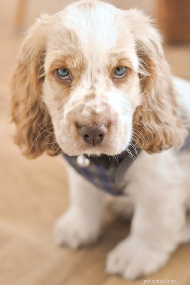 Best Disapproving Dog Challenge Moments: Adorable Pups Show Their Skepticism