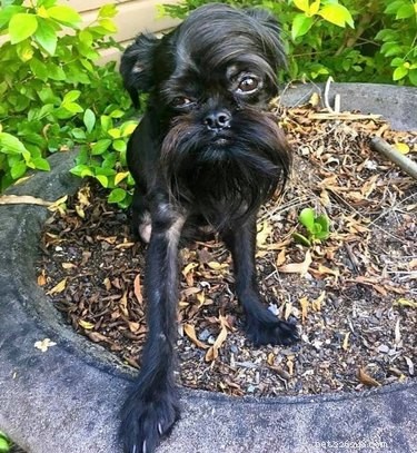 Best Disapproving Dog Challenge Moments: Adorable Pups Show Their Skepticism