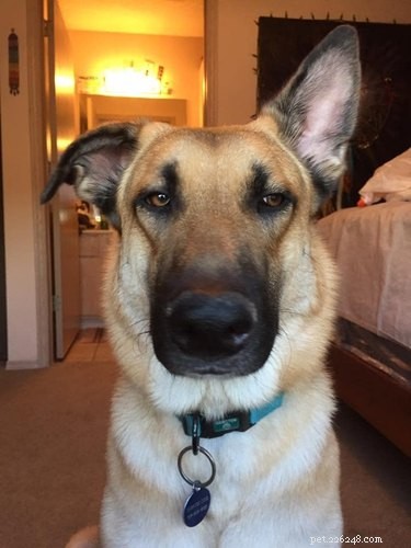 Best Disapproving Dog Challenge Moments: Adorable Pups Show Their Skepticism