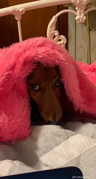 Best Disapproving Dog Challenge Moments: Adorable Pups Show Their Skepticism