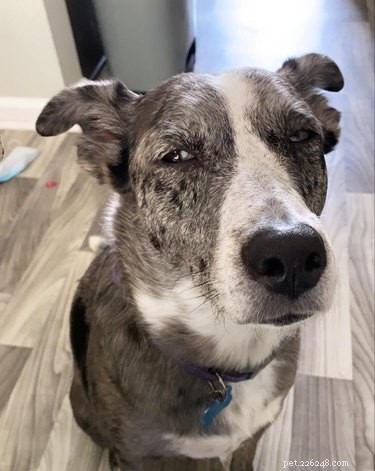 Best Disapproving Dog Challenge Moments: Adorable Pups Show Their Skepticism