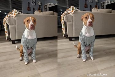 Best Disapproving Dog Challenge Moments: Adorable Pups Show Their Skepticism