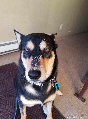 Best Disapproving Dog Challenge Moments: Adorable Pups Show Their Skepticism