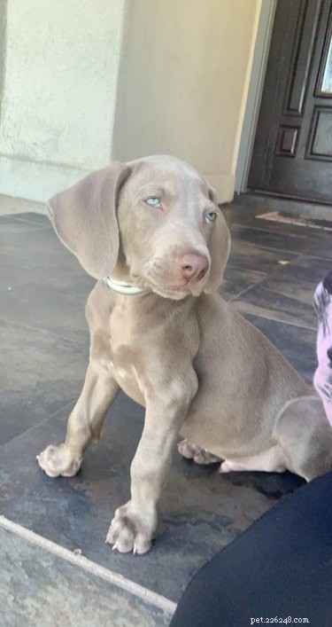 Best Disapproving Dog Challenge Moments: Adorable Pups Show Their Skepticism
