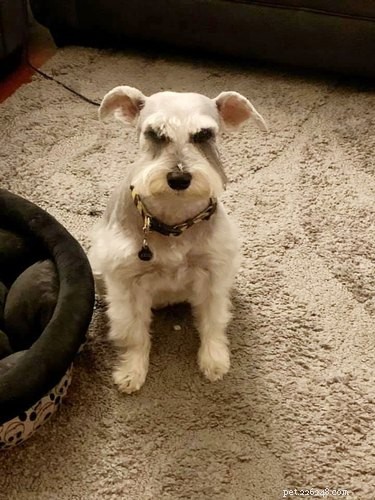 Best Disapproving Dog Challenge Moments: Adorable Pups Show Their Skepticism