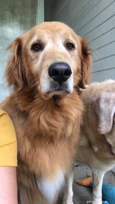 Best Disapproving Dog Challenge Moments: Adorable Pups Show Their Skepticism