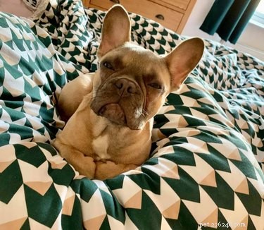 Best Disapproving Dog Challenge Moments: Adorable Pups Show Their Skepticism