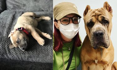 Top Moments from the #IDidntWantADog Challenge