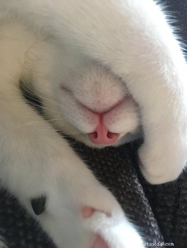 17 Charming Cats Show Off Their Rosy Noses