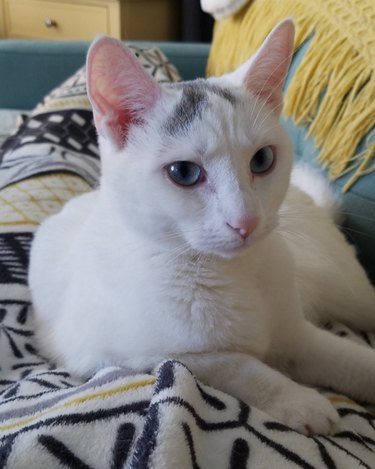 17 Charming Cats Show Off Their Rosy Noses