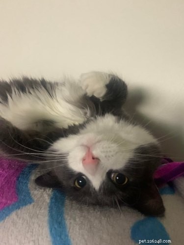 17 Charming Cats Show Off Their Rosy Noses