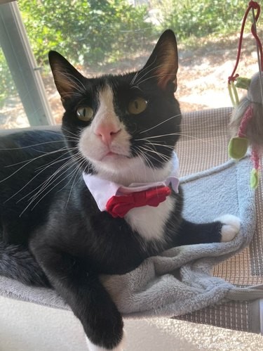 17 Charming Cats Show Off Their Rosy Noses
