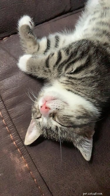 17 Charming Cats Show Off Their Rosy Noses