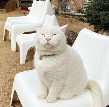17 Charming Cats Show Off Their Rosy Noses