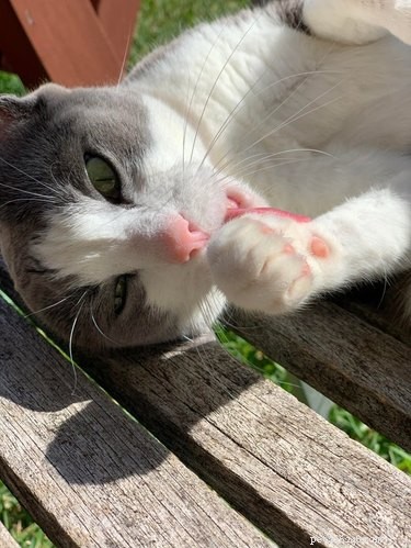 17 Charming Cats Show Off Their Rosy Noses