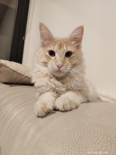 17 Charming Cats Show Off Their Rosy Noses