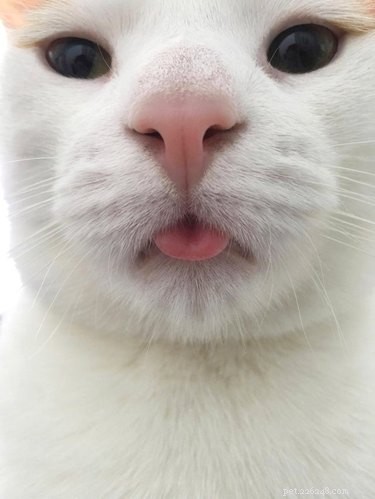 17 Charming Cats Show Off Their Rosy Noses