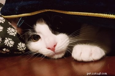 17 Charming Cats Show Off Their Rosy Noses