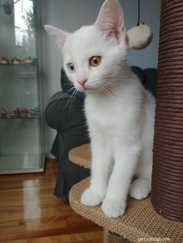 17 Charming Cats Show Off Their Rosy Noses
