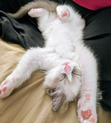17 Charming Cats Show Off Their Rosy Noses