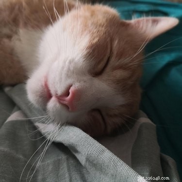 17 Charming Cats Show Off Their Rosy Noses