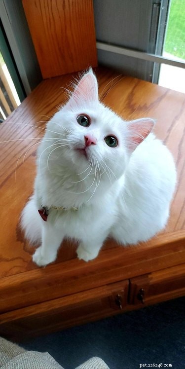 17 Charming Cats Show Off Their Rosy Noses
