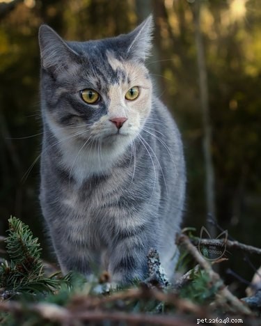17 Charming Cats Show Off Their Rosy Noses