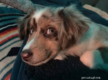 The Ultimate Smiling Dog Challenge Highlights