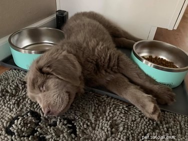 The Ultimate Smiling Dog Challenge Highlights