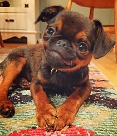 The Ultimate Smiling Dog Challenge Highlights