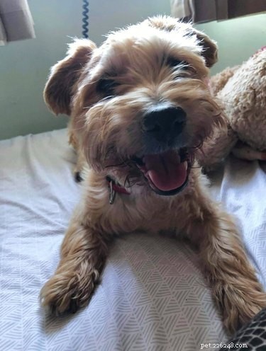 The Ultimate Smiling Dog Challenge Highlights