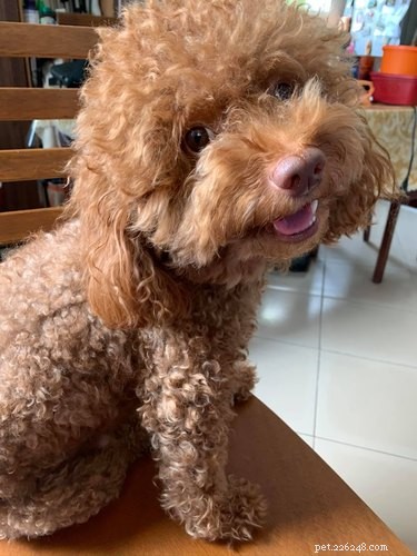 The Ultimate Smiling Dog Challenge Highlights