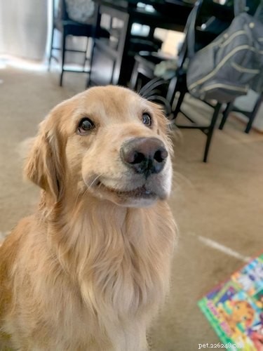 The Ultimate Smiling Dog Challenge Highlights