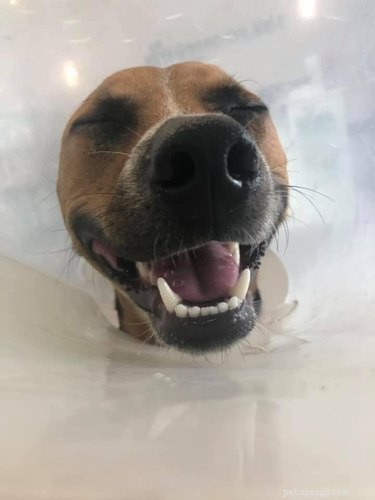 The Ultimate Smiling Dog Challenge Highlights