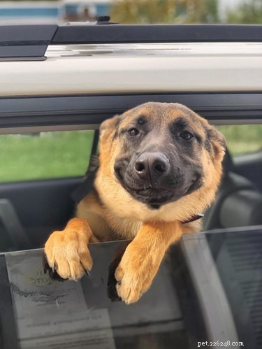The Ultimate Smiling Dog Challenge Highlights
